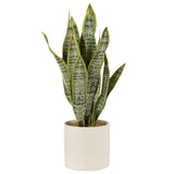 Plante J-Line Sansevieria, détails du pot et de la plante