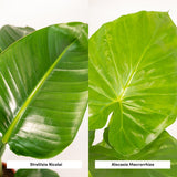 Duo de plantes tropicales vertes