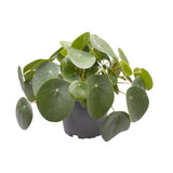Pilea Peperomioides - Ø12cm - ↕20cm