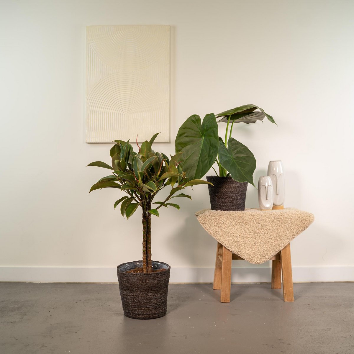 Lot de 2 plantes Ficus elastica et Alocasia vertes