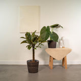 Lot de 2 plantes Ficus elastica et Alocasia vertes