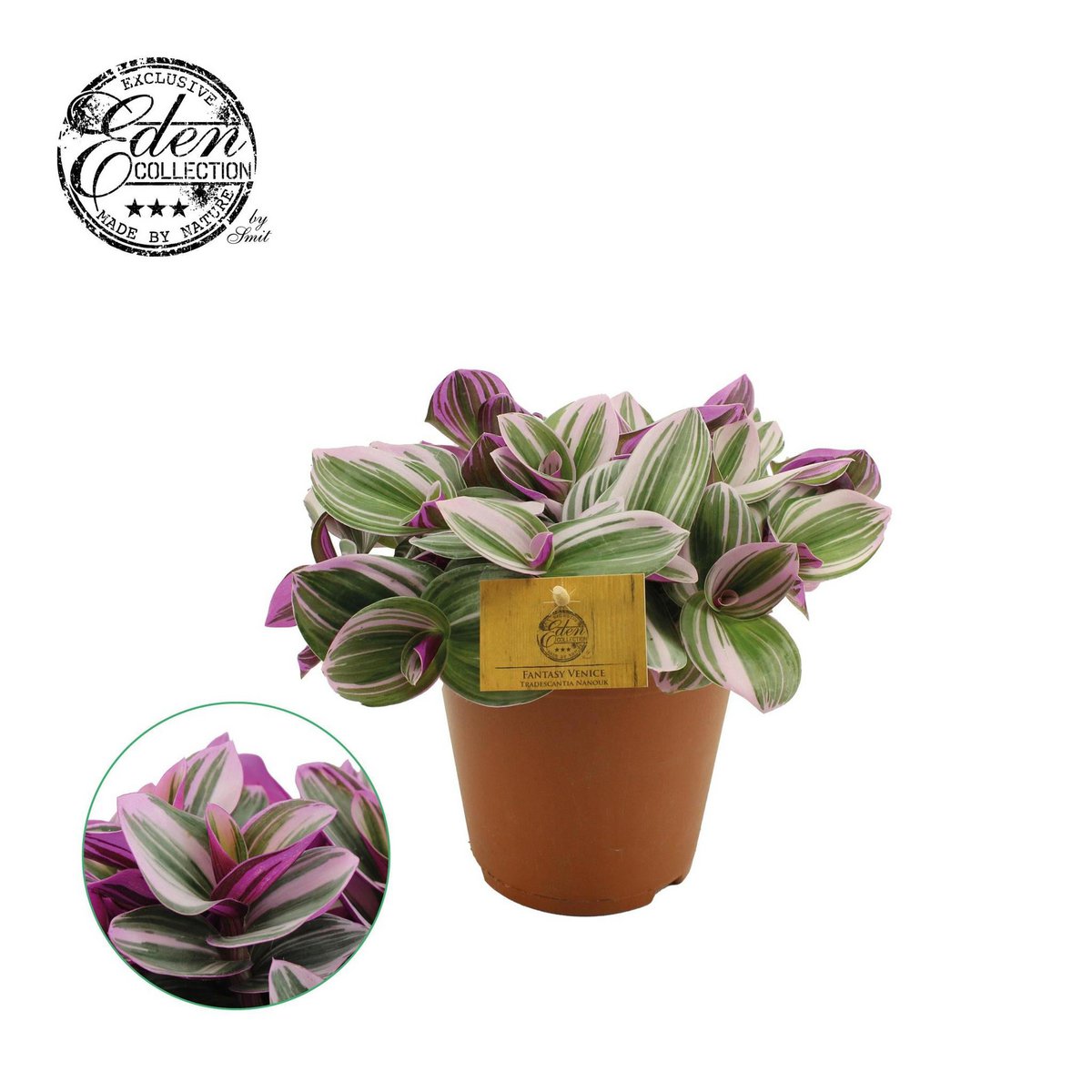 Tradescantia Nanouk dans un pot de 15 cm, feuilles multicolores vibrantes