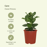 Clusia Princess (arbre signature) - 2 pièces - Ø12cm - ↕15cm