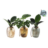 Lot de 3 cache-pots en verre transparent