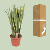 Sansevieria Trifasciata Lawrence - Ø30cm - ↕95cm