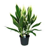 Cordyline New Conga - Ø19cm - ↕60cm