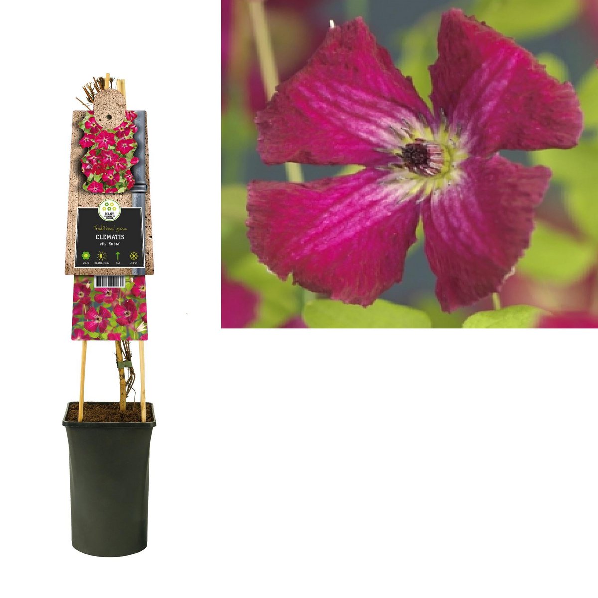 Clematis vit. «Rubra» en pot de 17 cm, plante grimpante élégante