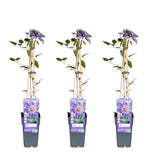 3x - Clematis multi-bleu - ↨65cm - Ø15