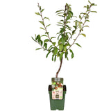 Mespilus Germanica 'Westerfield' - Ø23cm - ↕120cm