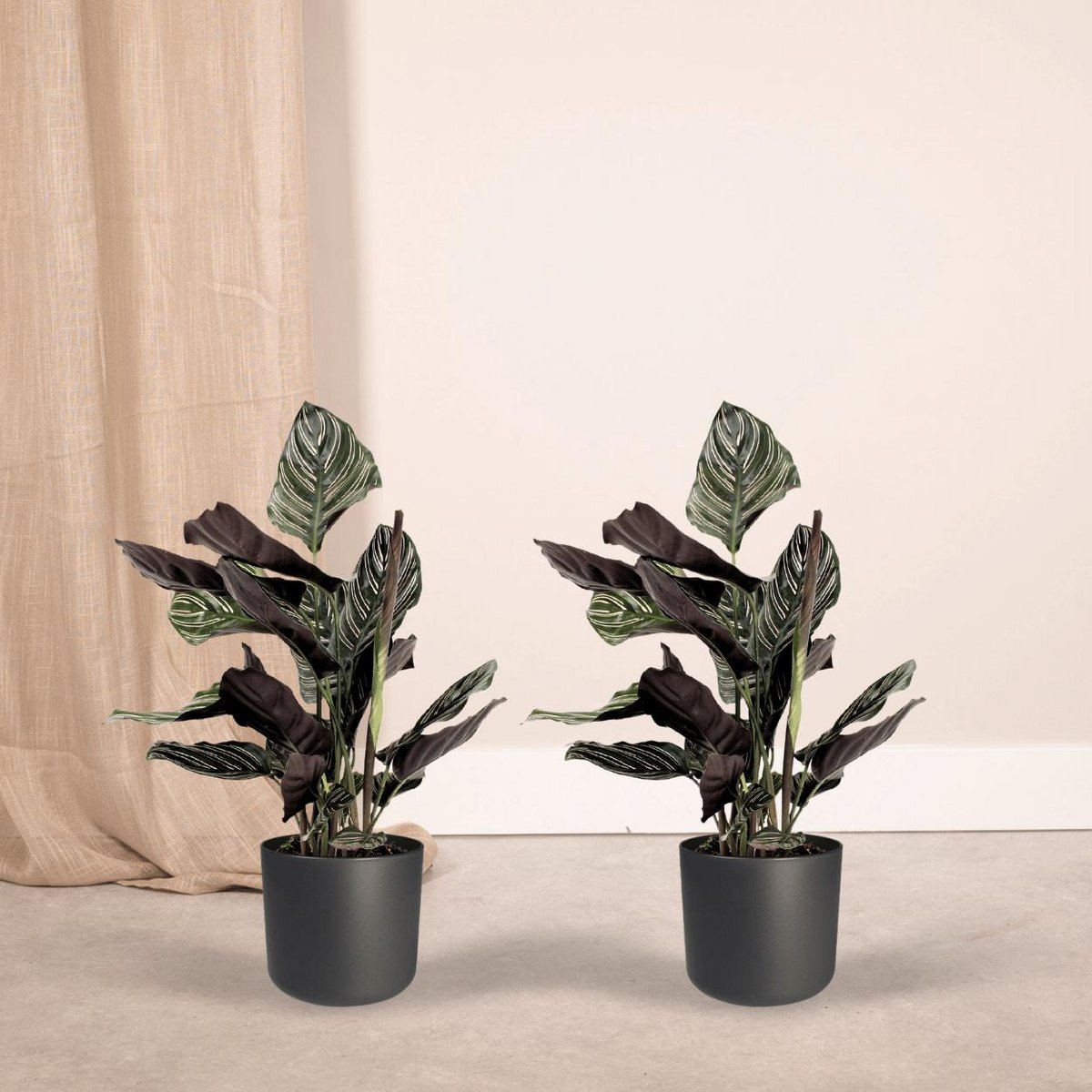 2x Calathea Ornatata - Pauwenplant - 50cm - Ø14