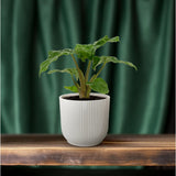 Plante Alocasia Low Rider 12 cm verte