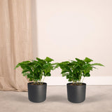 2x Coffea Arabica - Caféier - 25cm - ø12