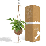 Plante Kokodama Monstera Minima verte Ø15 cm 25 cm