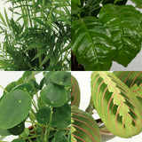 Lot de 4 plantes d'intérieur sûres pour animaux