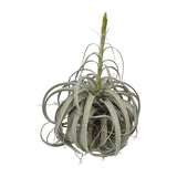 Tillandsia Xerographica - Ø35 cm - ↕50cm