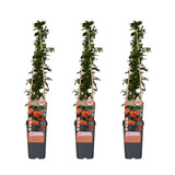 Lot de 3 pyracanthas 'Orange Glow' 65 cm Ø15 cm