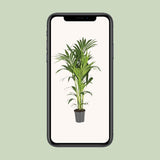 Plante Howea Kentia palmier en pot 21 cm vert
