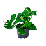 Plante Epipremnum doré Ø12 cm Hauteur 20 cm