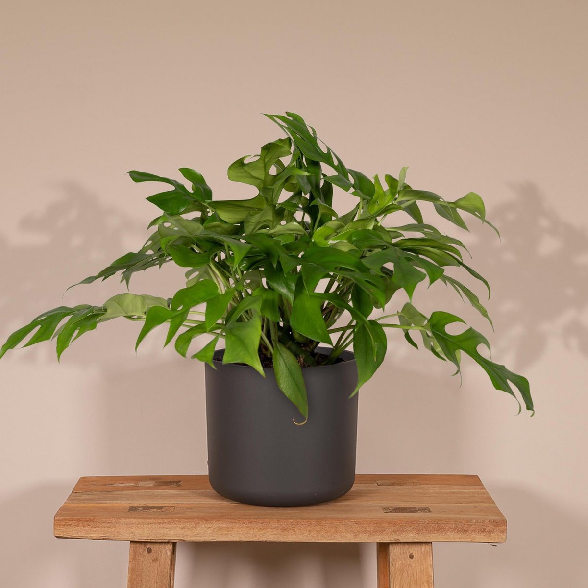 Monstera Minima - Plante en trou - Ø15cm - ↕25cm