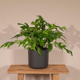 Monstera Minima - Plante en trou - Ø15cm - ↕25cm
