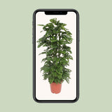Monstera Monkey Leaf - Ø24cm - ↕120cm