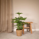 Araucaria - Pin de chambre - Ø21cm - ↕70cm