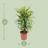 Dracaena Fragrans Deremensis Lemon Lime - Plante d'intérieur avec feuilles vertes vibrantes