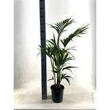 Kentia - P21 H110 - 5PP - ÉCOLINE (Howea Forstesiana - Ø21cm - ↕110cm
