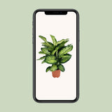 Dieffenbachia Camilla - Ø21cm - ↕75cm