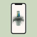 Plante Festuca glauca bleue Ø23 cm