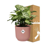 Flèche Syngonium en ELHO Vibes Fold 14cm rose
