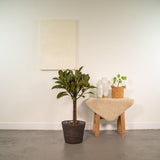 Plante Ficus elastica Melany 90 cm