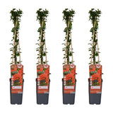 4x - Pyracantha coccinea «colonne rouge» - ↨65cm - Ø15