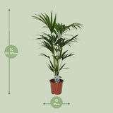 Howea Leinets - Ø21 - ↨120cm