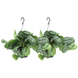 2x scindapsus image Trebie - Epipremnum - 25cm - Ø15