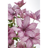 Plante Clematis Giselle rose 15 cm