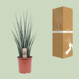 Mikado Sansevieria Bois de Fougère - Ø19cm - ↕80cm