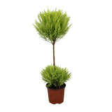 Cèdre Goldcrest Wilma diamètre 14 cm hauteur 60 cm