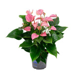 Anthurium Karma Joli - Ø17cm - ↕55cm