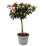 Azalea OP Stam 'Mme. Gerard Kint '13cm - Ø13cm - ↕40cm