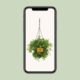 Peperomia rotundifolia - Ø15cm - ↕25cm