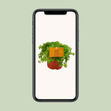 Plante aluminium Pilea 12 cm
