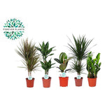 Lot de 5 plantes artificielles Green Mix Miquel Ø17 cm hauteur 55-75 cm