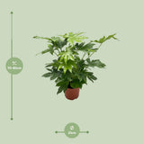 Fatsia japonica Ø21 cm - ↕85 cm