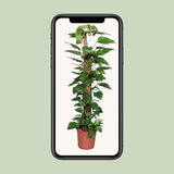 Epipremnum Pinnatum Mosstok 120cm SCINDAPSUS - Ø24CM - ↕120CM