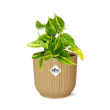 Philodendron grimpant jaune 14 cm