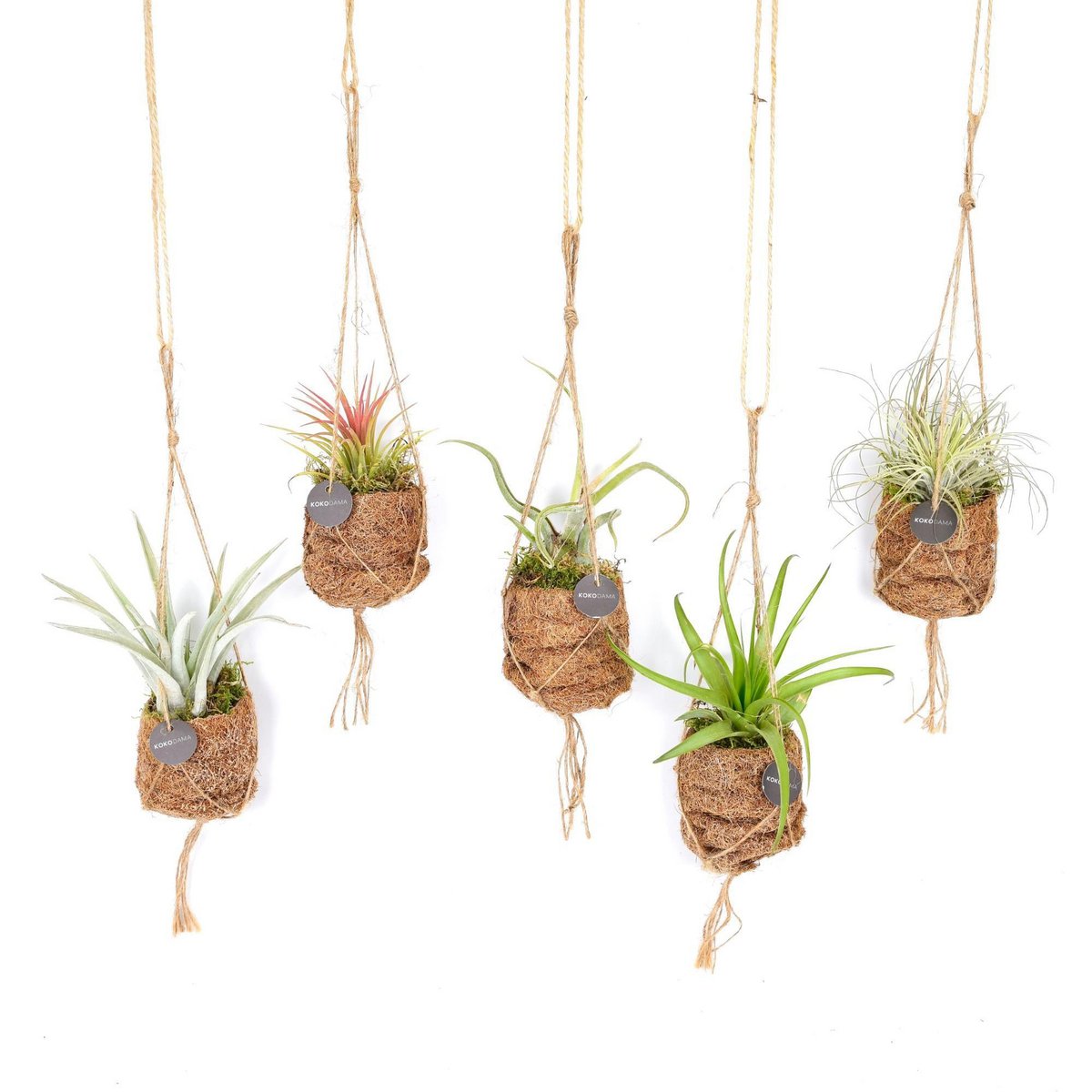 Kokodama Birdnest Tillandsia Mix - Ensemble de 5 pièces en jute et rotin