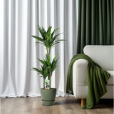 Dracaena Janet Craig 60-30-15 - Ø21cm - ↕100cm
