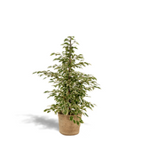 Ficus benjamina twilight Ø21 cm