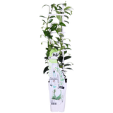 2x - Trachelospermum 'Star of Venice' - ↨65cm - Ø15